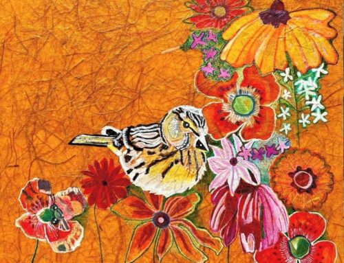 Yellow Finch